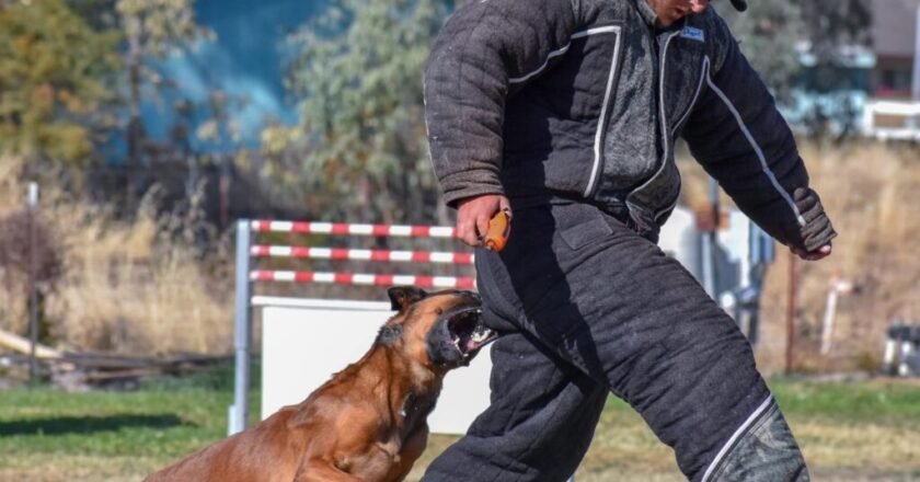 How Much Do Dog Trainers Cost? A Helpful Guide for Dog Owners