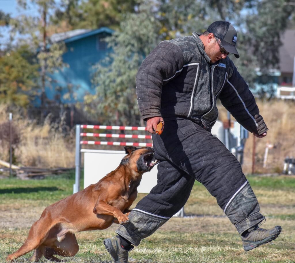 Much Do Dog Trainers Cost